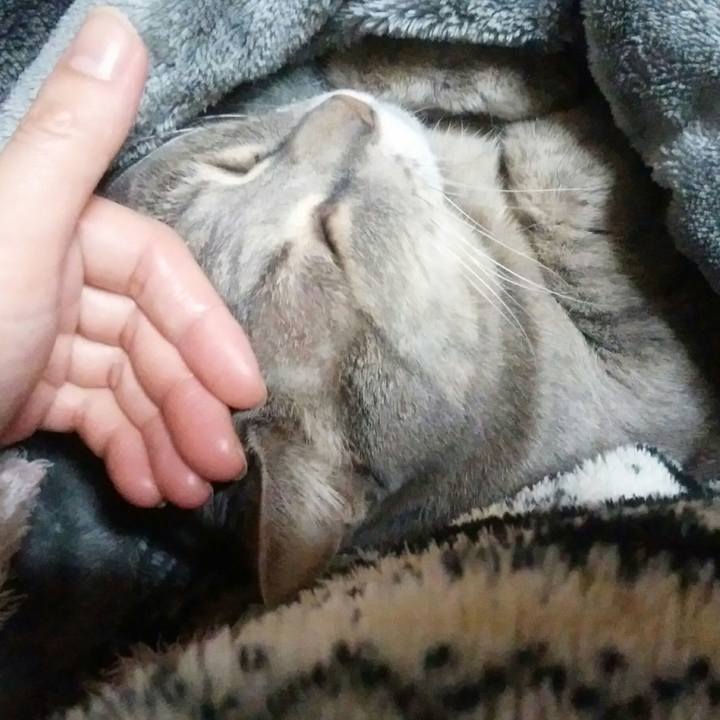 D4e0d1d2 1568 4595 b53a d7b6be3f9a52