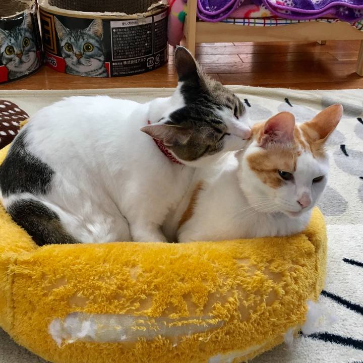 D4e9588f fca8 42b8 8d7b f34dc852145b