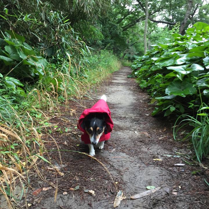 D4f43ae0 53bd 4e13 8a80 a8fec0c95da9