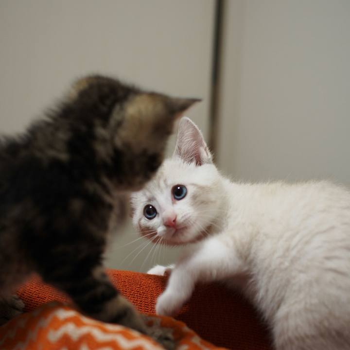 D50342ea aca3 4b20 90fc fb1e741eb253