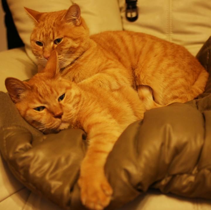 D510163d 84ca 4d3c 99f2 cc3e89b93f3a