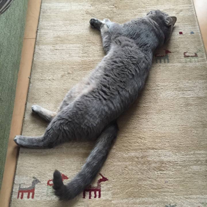 D5160261 992c 4c7d 8c86 9ab56ec4caff