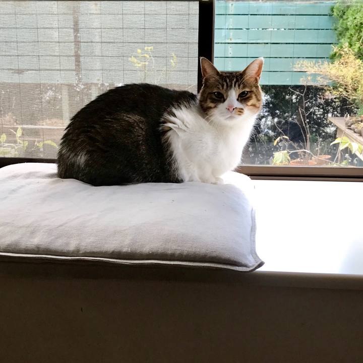 D527a809 f19f 46b6 ba4a 53bc9d87c233