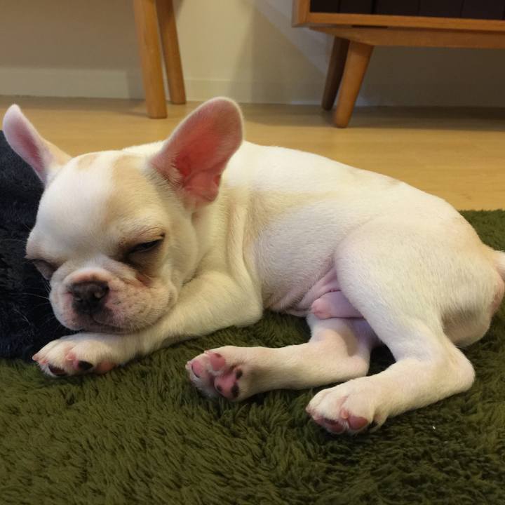 D52de319 a597 4182 a476 fad5a997ada9