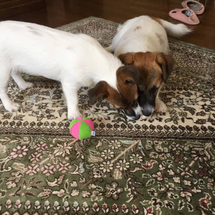 D52fb1d4 33d1 455c 8a14 81c65962ebab