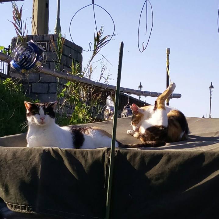 D5362d55 5ae2 4d95 a7ea cbeda84fc0d4