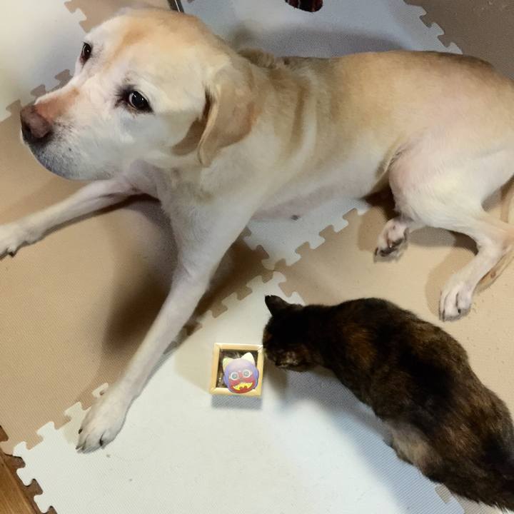 D538365a 50f6 4a32 a313 687affdb04a7