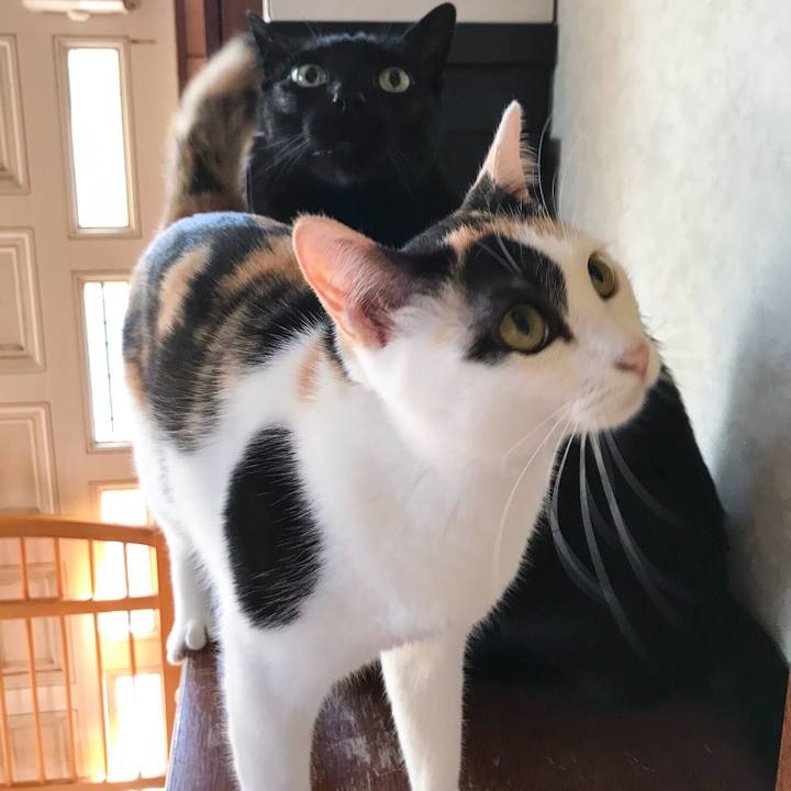 D53ac19e 804f 43ad 9420 e881df8c7e0a