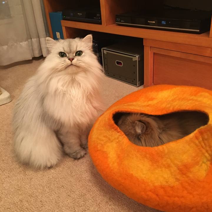 D53baa54 9482 461d ab7f aca5fd235c78