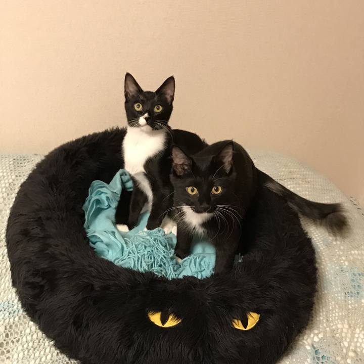 D5433e27 6179 4234 adf4 7fe19d712a19