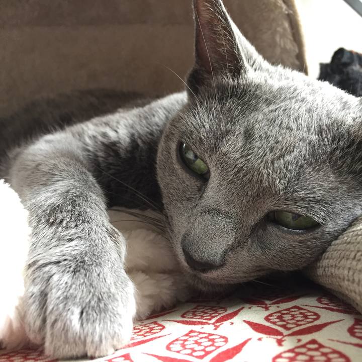 D55177c4 2854 4532 aa77 7fd237cb2918