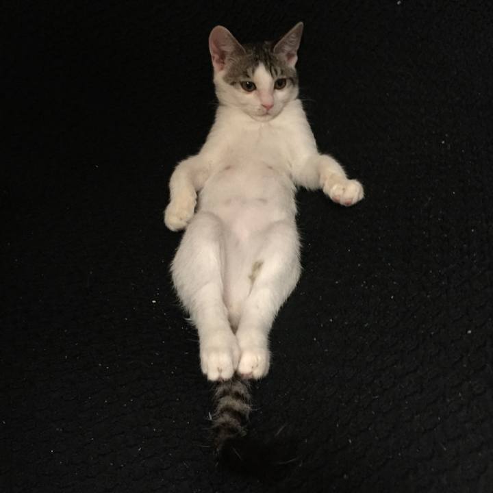 D55eadab 31cf 41e5 96f3 c24c70cc01e4