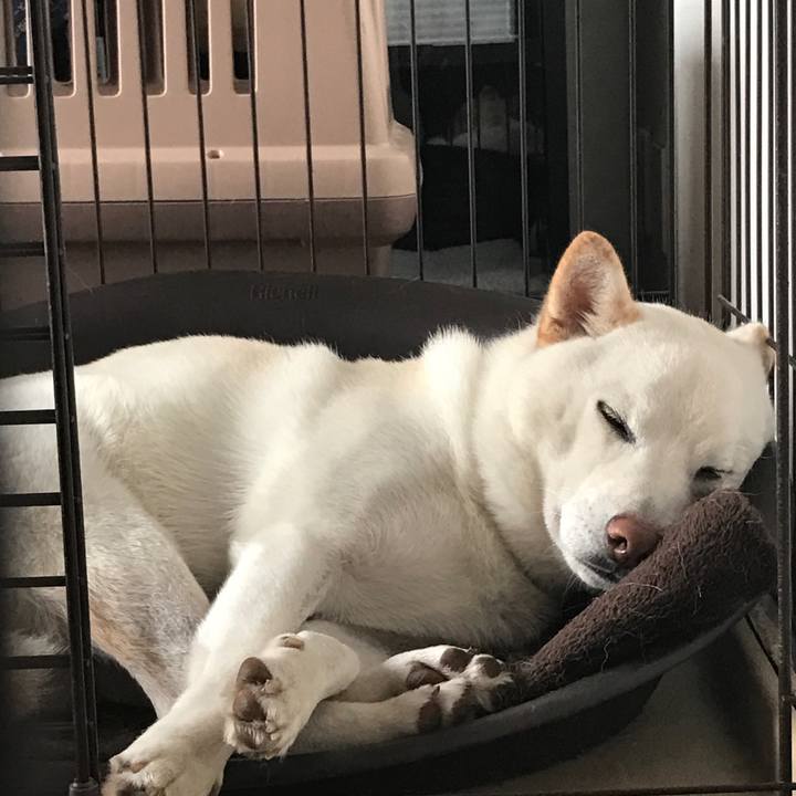 D55fbe03 2833 4d7f 8619 16a49ba3526b