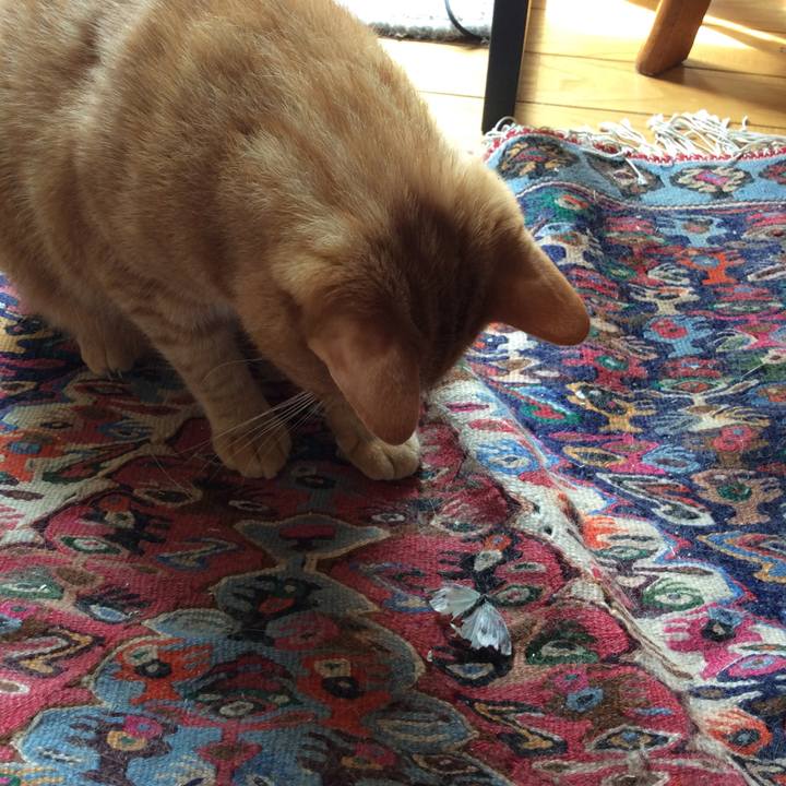 D56dbb21 bf1f 464d b00e 75f34b58ffe5