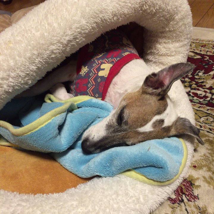 D56e4b2b c265 48d0 a439 68149c6ea78a