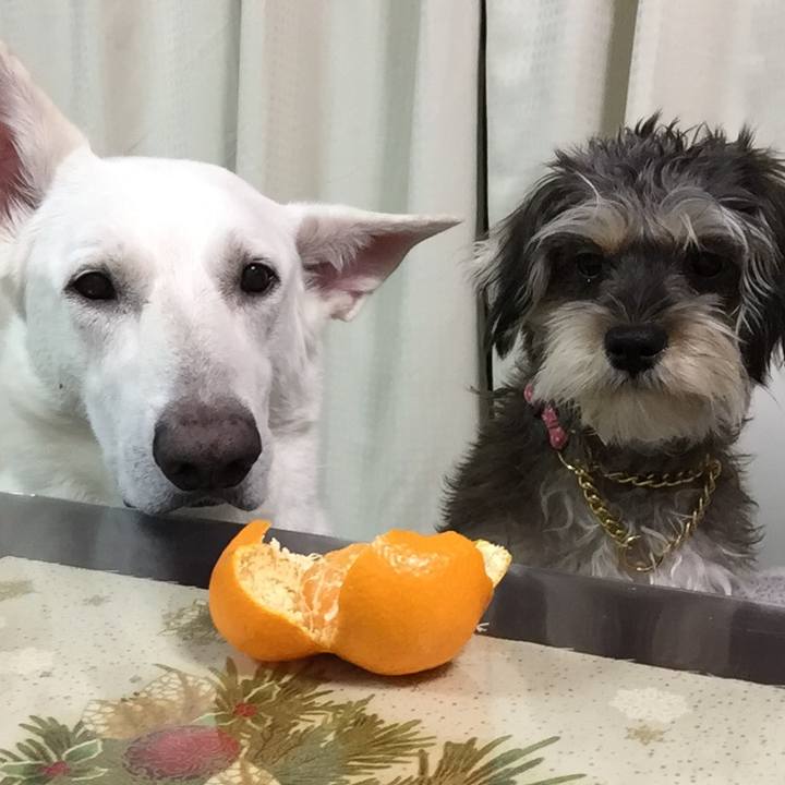 D59803d1 2e89 43da 9bb8 61dac2266d98