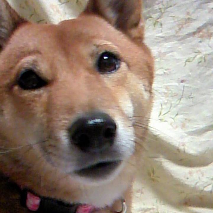 D5b68219 a43a 4965 b5df 15fa330886ec