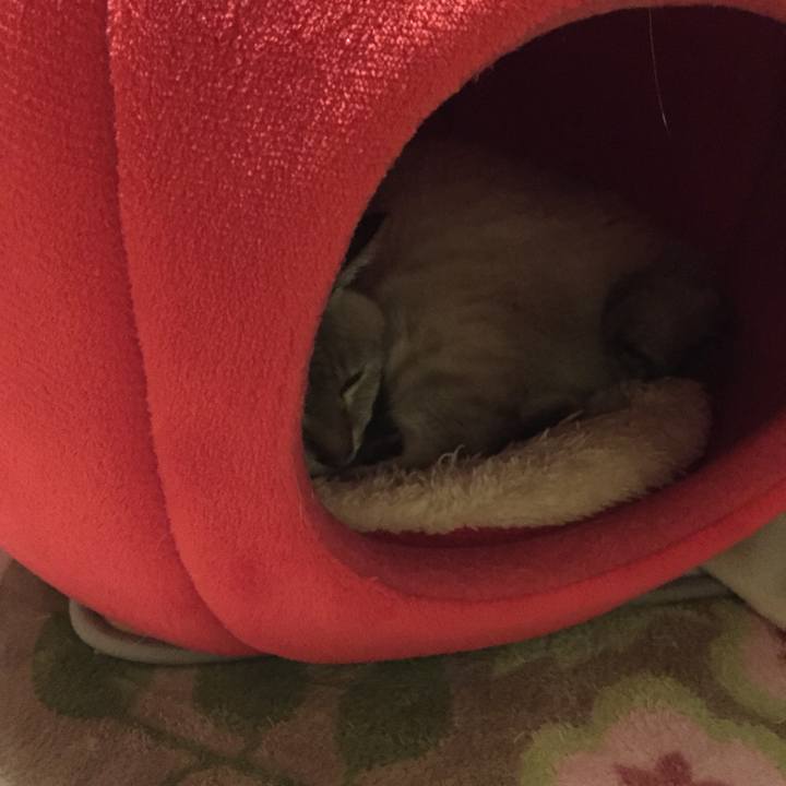 D5ce43ab 9941 4455 bee2 11c22b8dde2f