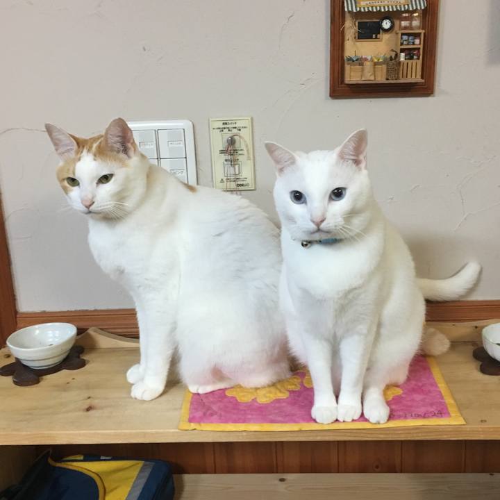 D5cf51d3 46c7 41b9 9233 487e0e599559