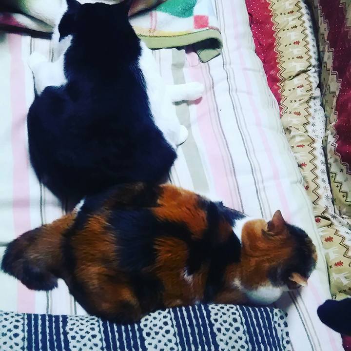 D5da3332 2c69 494c 802e eb0920d43178