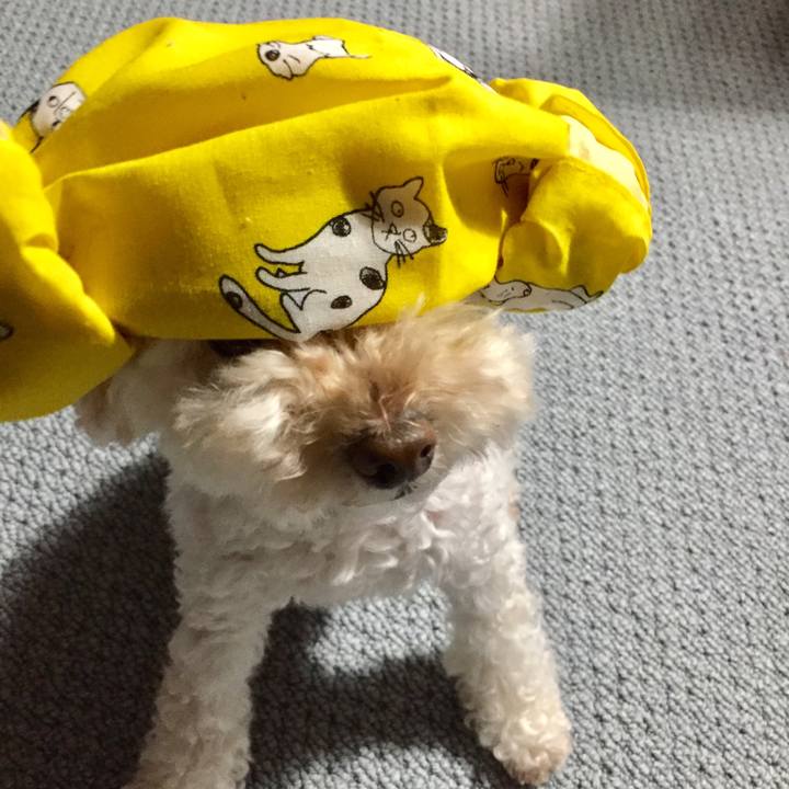 D5de8e81 06f5 4a4d 8830 537b40afe286