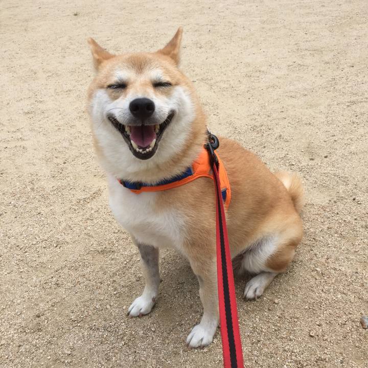 D5f4c5ae d13e 4f88 bbbb 838f894e5937