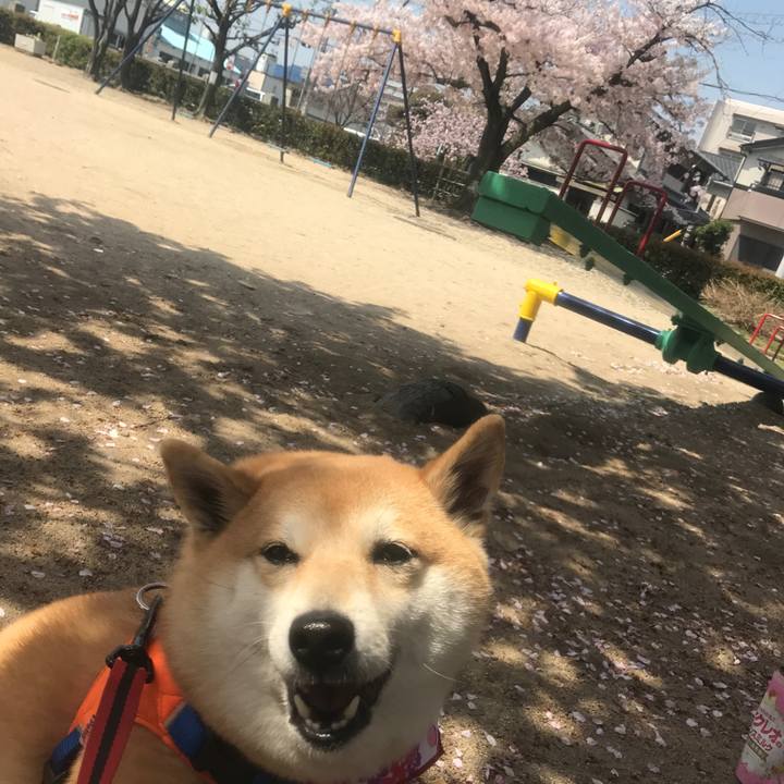 D5f62599 dd29 408a 8f7f f1afeef46768