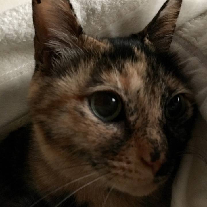 D611a470 e72d 4eca bcc2 e8785392763b