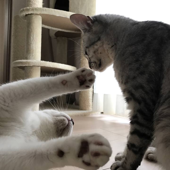 D6205bbc c70b 45d4 be9d 1b06cec02518