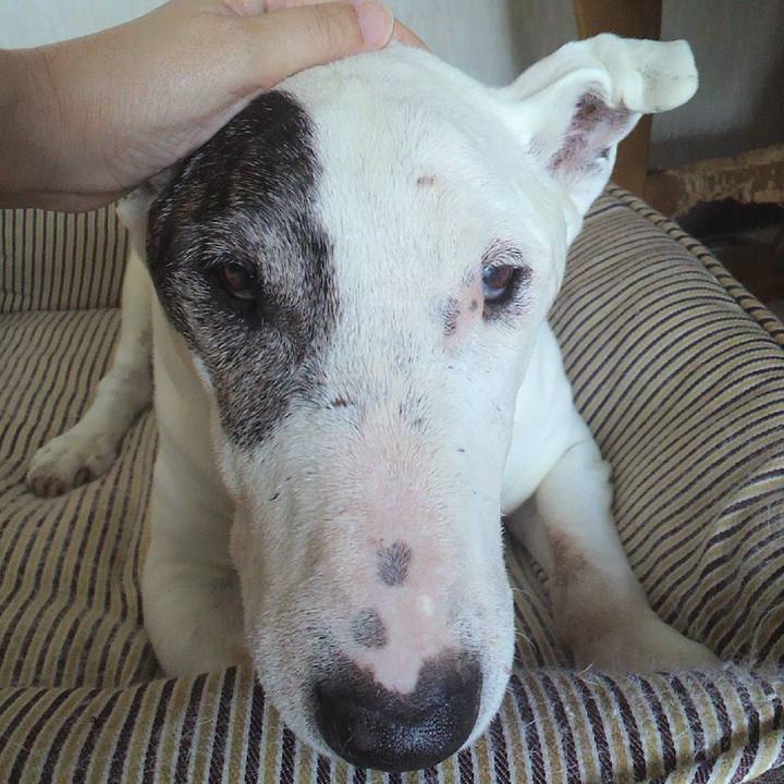 D62a8d42 45cb 4dff ad94 42cc2dbfafab