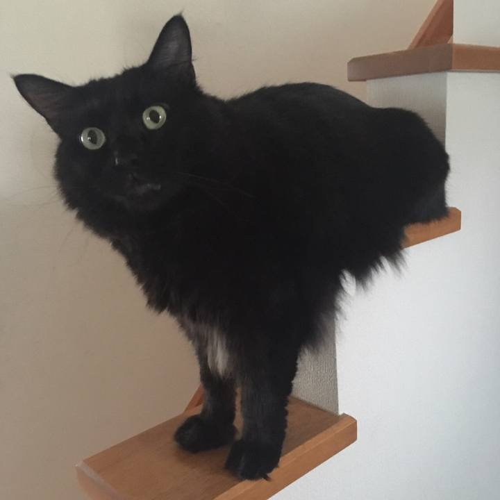 D644a97e d464 4320 bc1c fcb3591b64f4