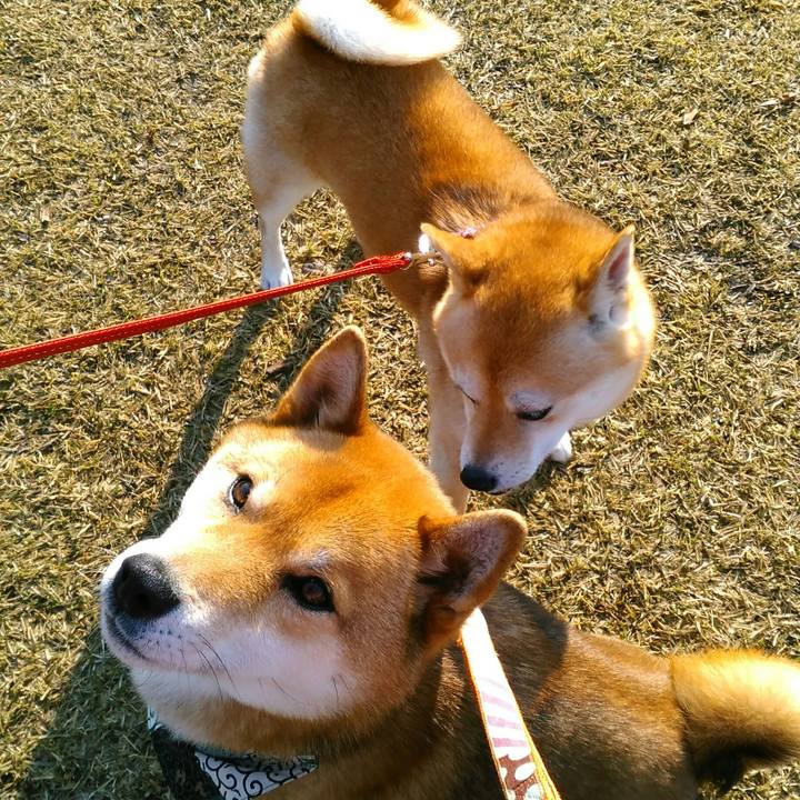 D682e13e 77e2 42ef aff7 d816e0e76ae6