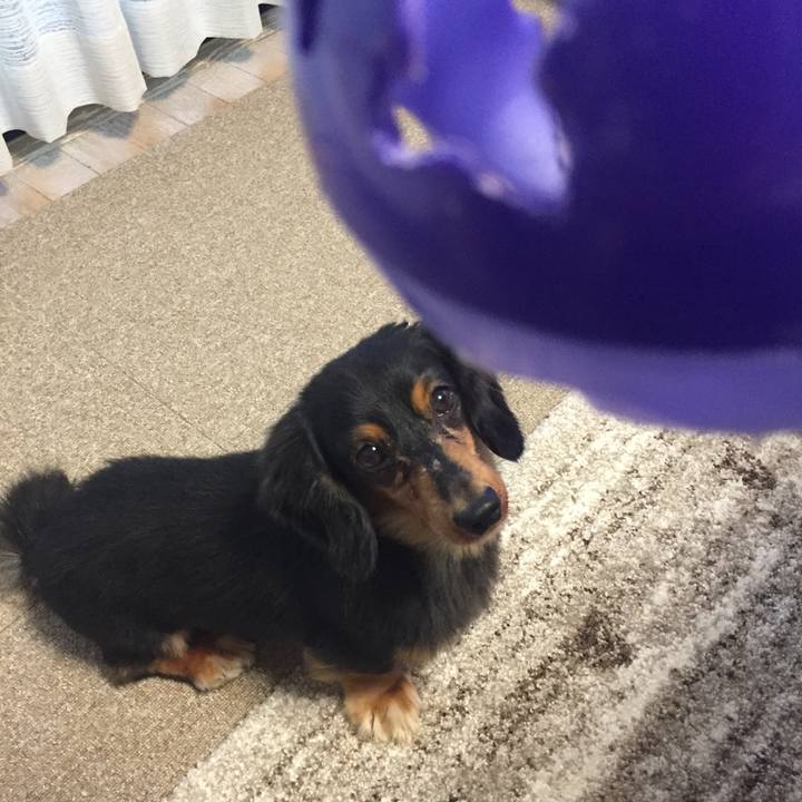 D69efeae 88be 42da b175 1c56b1016587