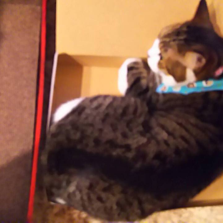 D6b3b3dd 0a7c 40be 98f8 9d66d3853471