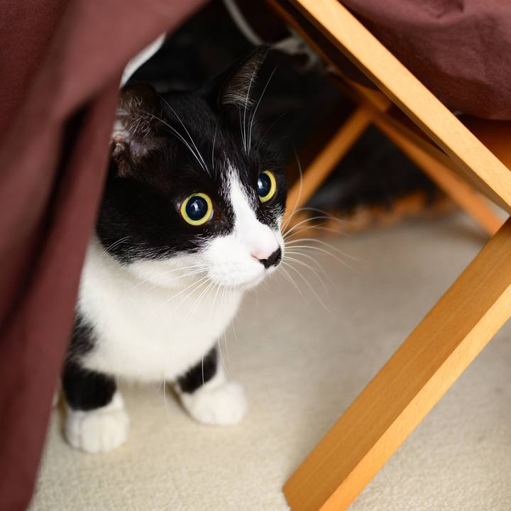 D6bade36 c9d5 456f 9f14 744885da582c