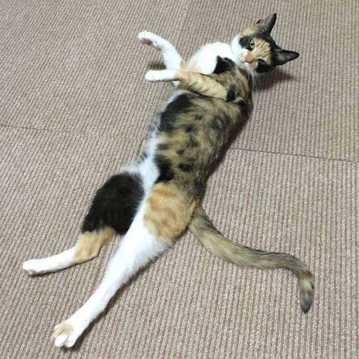 D6bb338e 8a85 4fc5 897e d825d46679b5