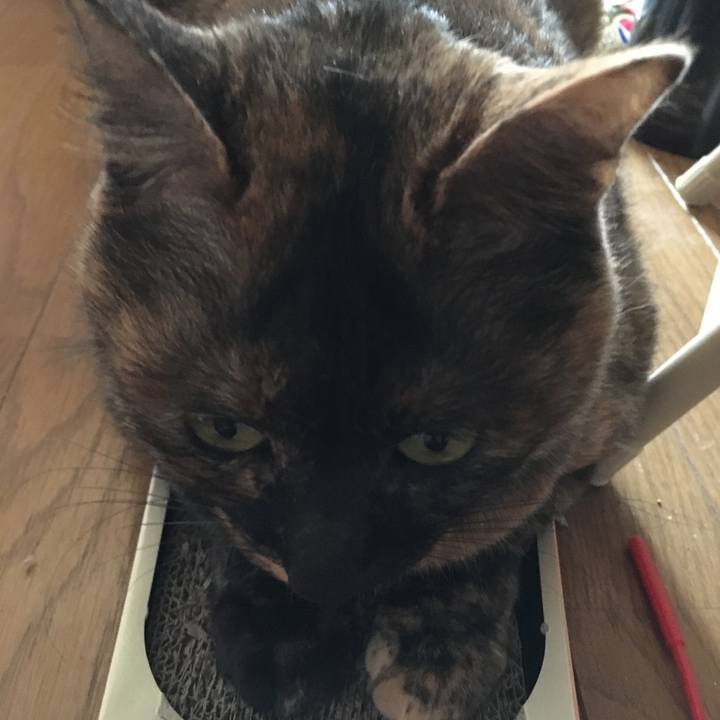 D6bf4c88 55c3 4ee3 81d3 e0382f9702fa