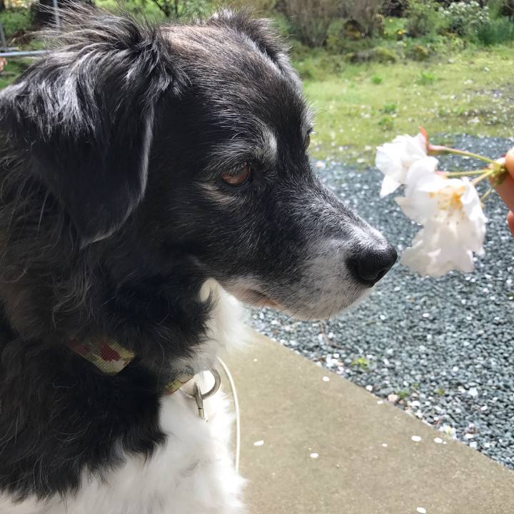 D6c2273d 9580 4f2d 9079 1f6412144076