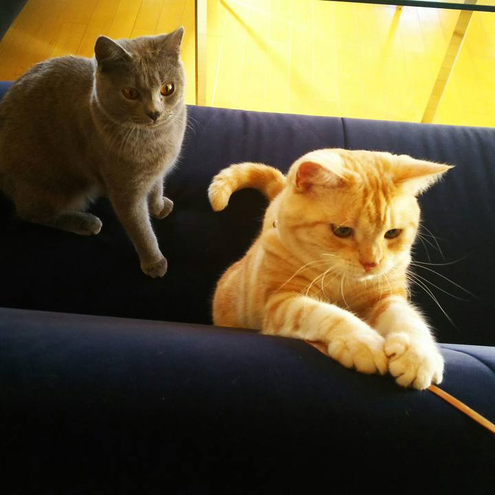 D6c69737 9a8f 403a b67c 009830e0d937