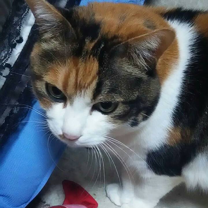 D6ca49f4 cf38 4424 a515 5f3ed21f0621