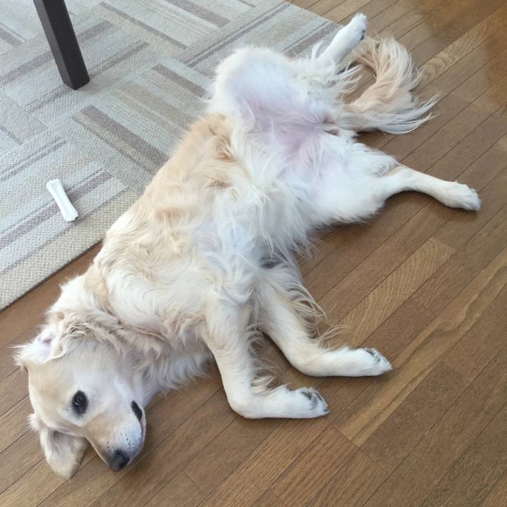 D6e49334 30ad 4186 96d1 69bc547e4d5c