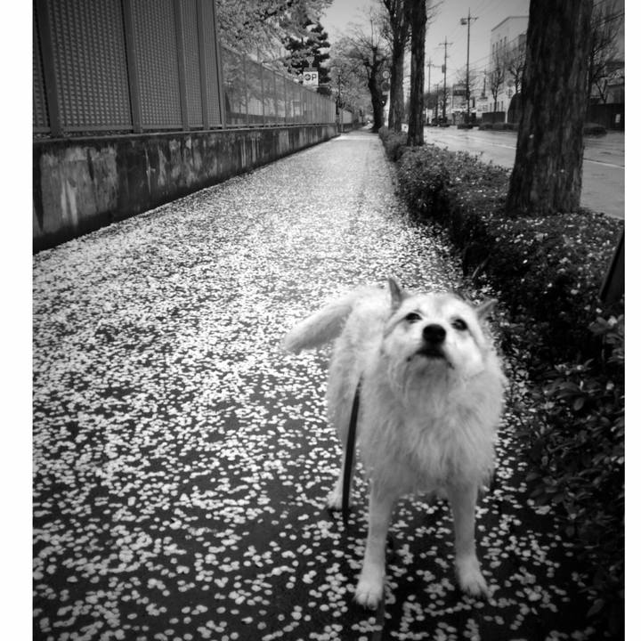 D6e6379e 3f38 4e8c ab40 f1ee7a721267