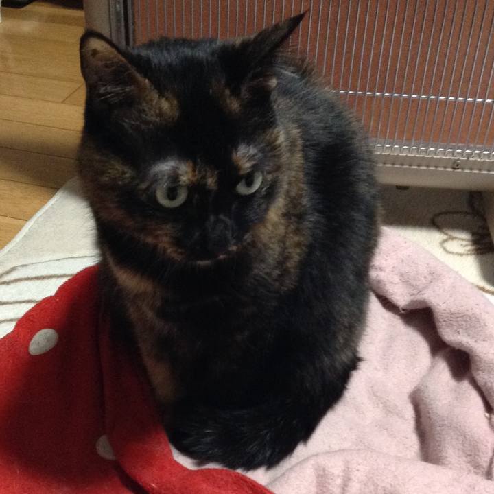 D6fe727b 714f 4bcf a15e 59c8e1804188