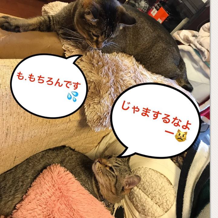 D72f9320 f9da 42c6 ba56 f6f55cf53739