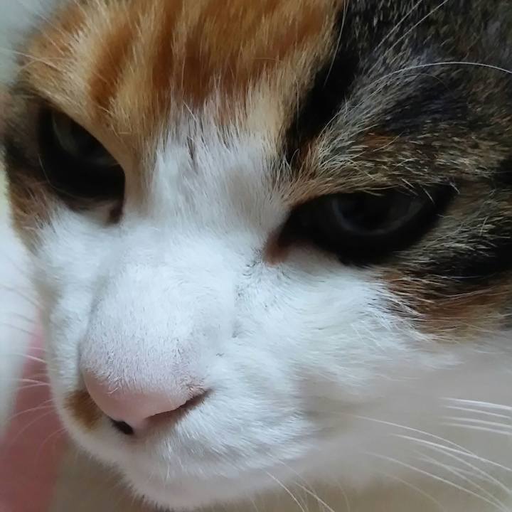 D73668f6 9758 483c b0cc 512ad0fb1e47