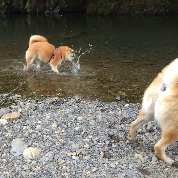 D73a5227 4890 4274 bd90 d97077914b83