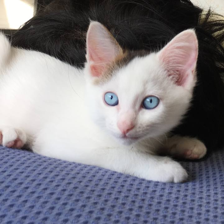 D742c878 9720 41a6 9929 ac4822feaefe