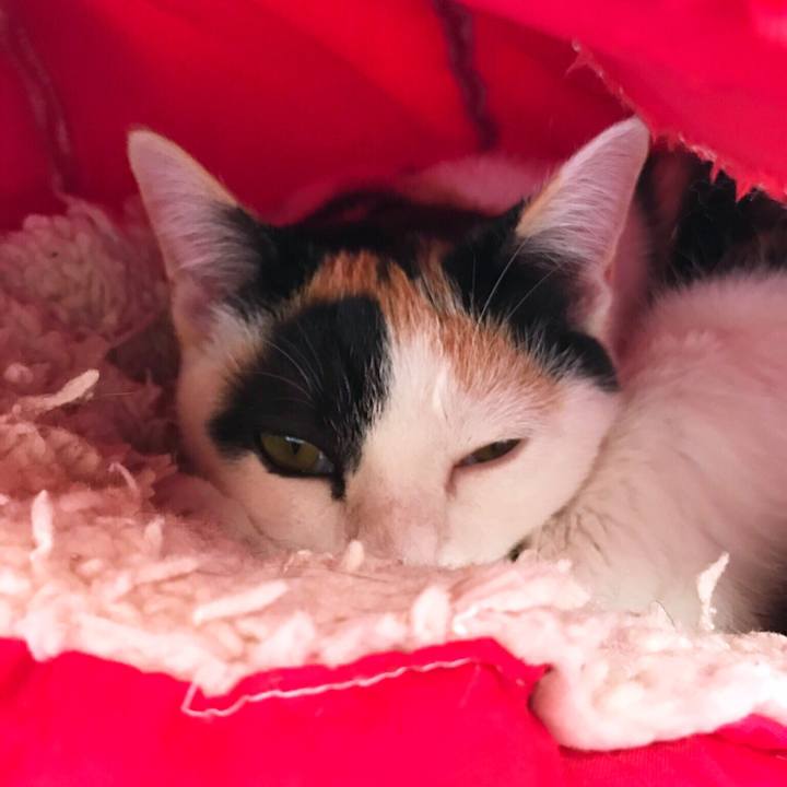 D74d1c7e 3ac4 4efa 8359 8c4e5fa25c31