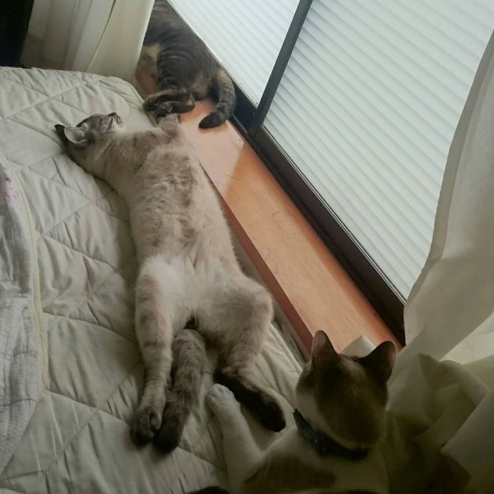 D74f51c4 d53a 4d3c 95dc c34a6de8d5b3