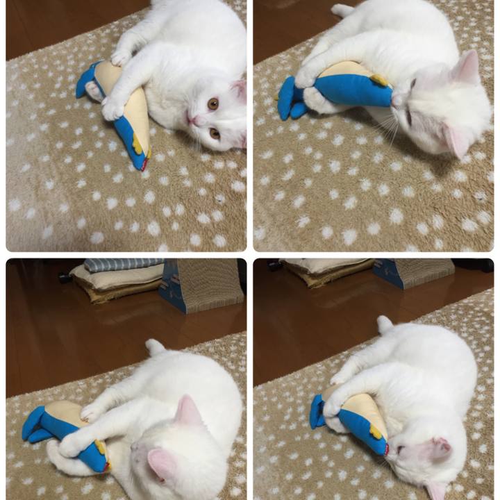 D75ca977 8556 4494 b2dc 56f78fa63252